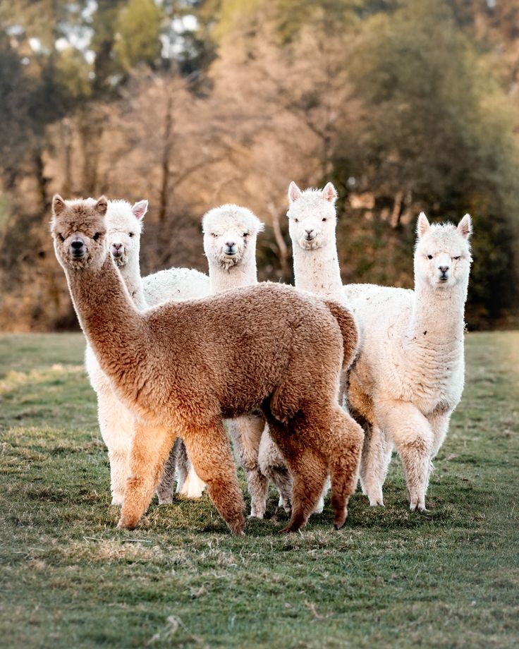 Was Alpakawolle so besonders macht – Die Vorteile der luxuriösen Naturfaser