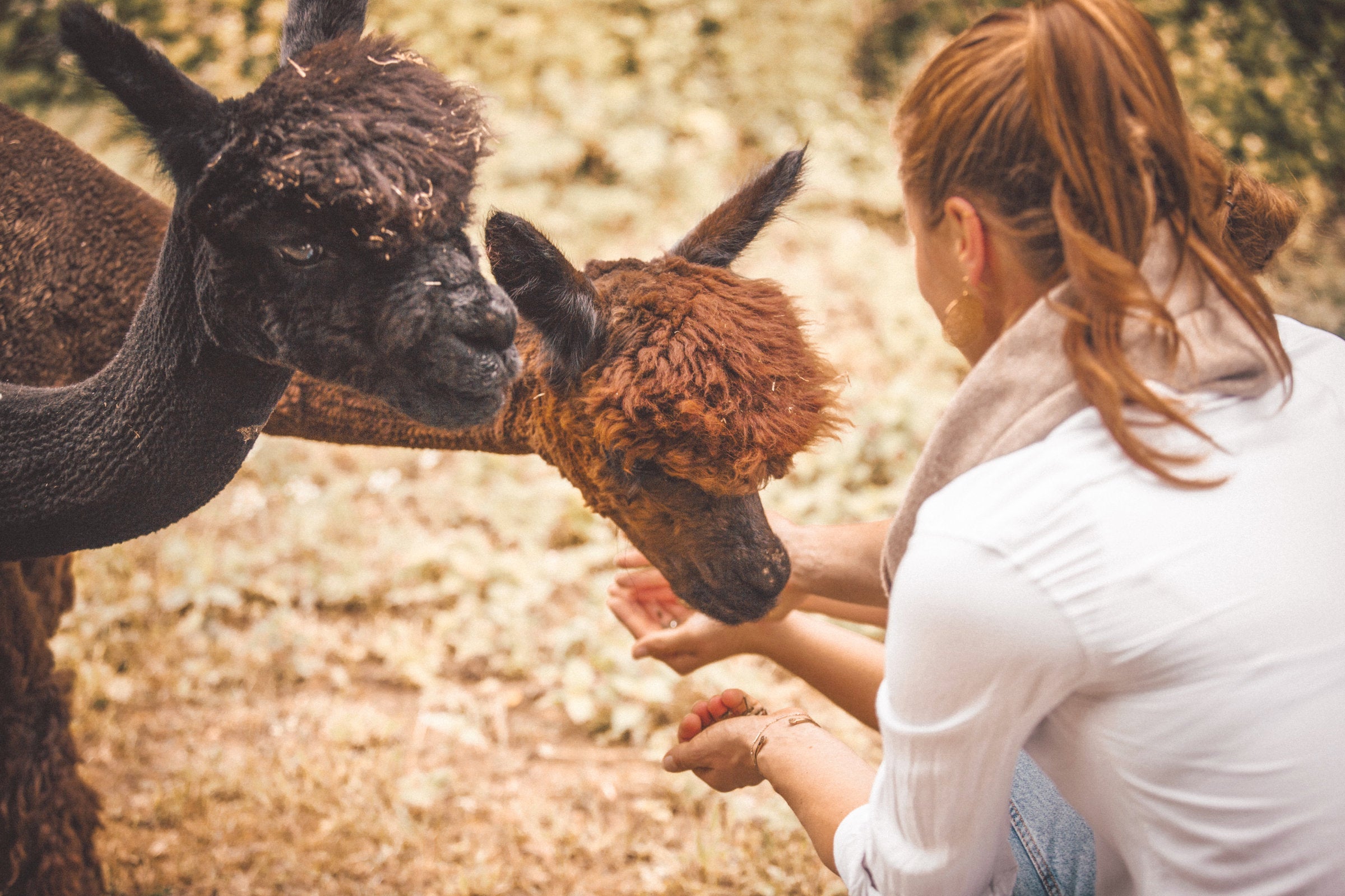 Gutscheine für Ausflüge